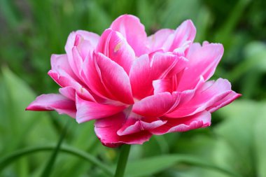 Güzel çiçeklerin yakın çekim görüntüsü, doğa konsepti arka plan