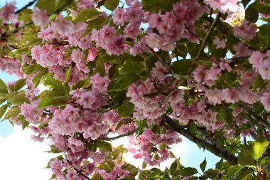 Bahçede büyüyen pembe çiçekli güzel bir ağaç.