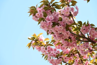 Bahçede büyüyen pembe çiçekli güzel bir ağaç.