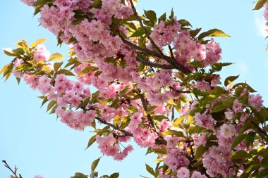 Bahçede büyüyen pembe çiçekli güzel bir ağaç.