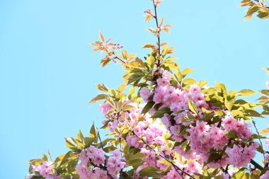 Bahçede büyüyen pembe çiçekli güzel bir ağaç.