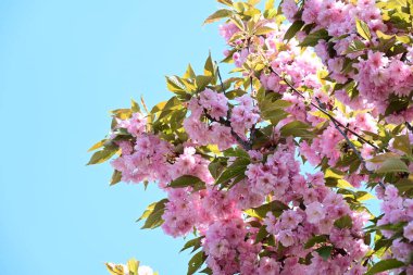 Bahçede büyüyen pembe çiçekli güzel bir ağaç.