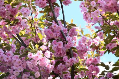 Bahçede büyüyen pembe çiçekli güzel bir ağaç.