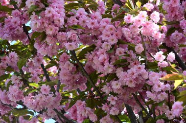 Bahçede büyüyen pembe çiçekli güzel bir ağaç.