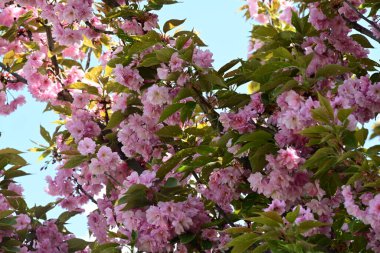 Bahçede büyüyen pembe çiçekli güzel bir ağaç.