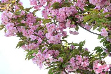 Bahçede büyüyen pembe çiçekli güzel bir ağaç.