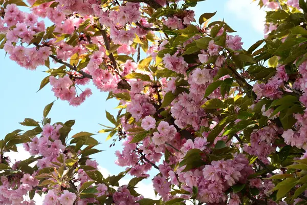 Bahçede büyüyen pembe çiçekli güzel bir ağaç.