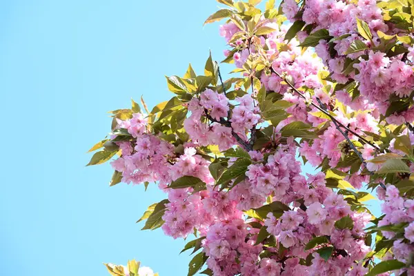 Bahçede büyüyen pembe çiçekli güzel bir ağaç.