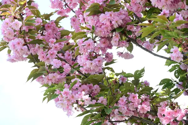 Bahçede büyüyen pembe çiçekli güzel bir ağaç.