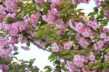 Bahçede büyüyen pembe çiçekli güzel bir ağaç.