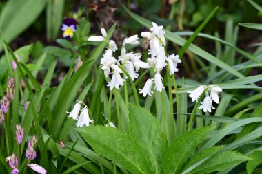 Güzel çiçeklerin yakın çekim görüntüsü, doğa konsepti arka plan