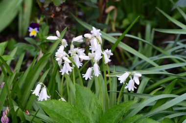 Güzel çiçeklerin yakın çekim görüntüsü, doğa konsepti arka plan