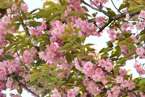 Bahçede büyüyen pembe çiçekli güzel bir ağaç.