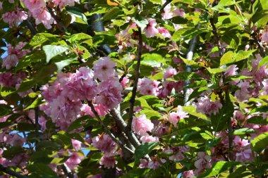 Bahçede büyüyen pembe çiçekli güzel bir ağaç.