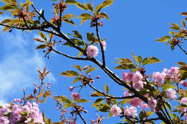 Bahçede büyüyen pembe çiçekli güzel bir ağaç.