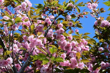 Bahçede büyüyen pembe çiçekli güzel bir ağaç.