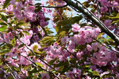 Bahçede büyüyen pembe çiçekli güzel bir ağaç.