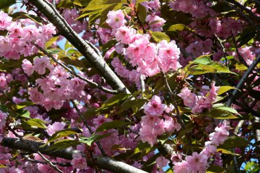 Bahçede büyüyen pembe çiçekli güzel bir ağaç.
