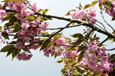 Bahçede büyüyen pembe çiçekli güzel bir ağaç.