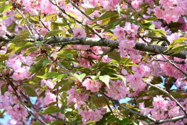 Bahçede büyüyen pembe çiçekli güzel bir ağaç.