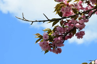 Bahçede büyüyen pembe çiçekli güzel bir ağaç.