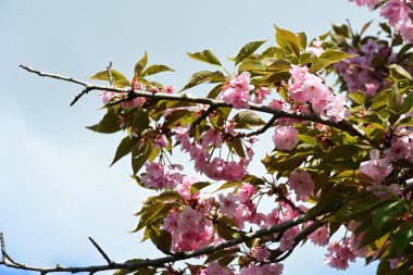 Bahçede büyüyen pembe çiçekli güzel bir ağaç.