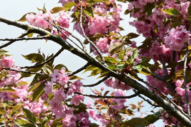 Bahçede büyüyen pembe çiçekli güzel bir ağaç.
