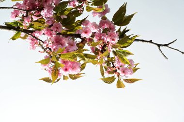 Bahçede büyüyen pembe çiçekli güzel bir ağaç.