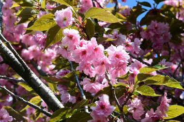 Bahçede büyüyen pembe çiçekli güzel bir ağaç.