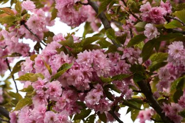 Bahçede büyüyen pembe çiçekli güzel bir ağaç.