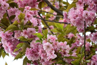 Bahçede büyüyen pembe çiçekli güzel bir ağaç.