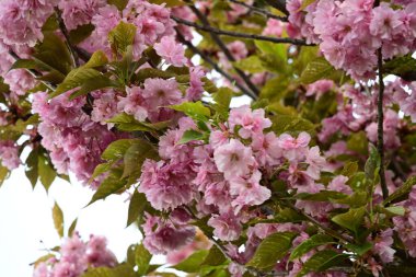 Bahçede büyüyen pembe çiçekli güzel bir ağaç.