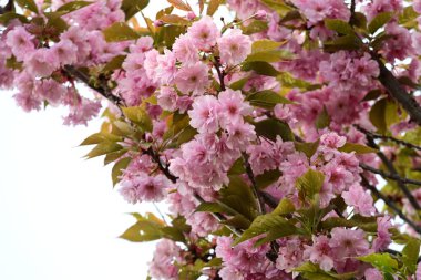 Bahçede büyüyen pembe çiçekli güzel bir ağaç.