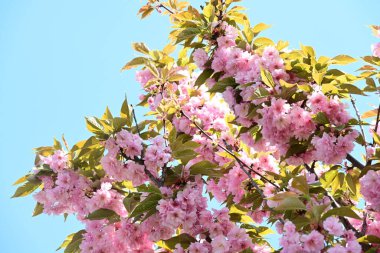 Bahçede büyüyen pembe çiçekli güzel bir ağaç.