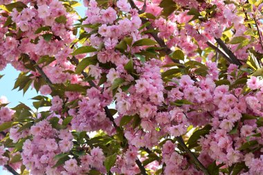 Bahçede büyüyen pembe çiçekli güzel bir ağaç.