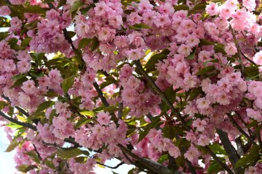 Bahçede büyüyen pembe çiçekli güzel bir ağaç.