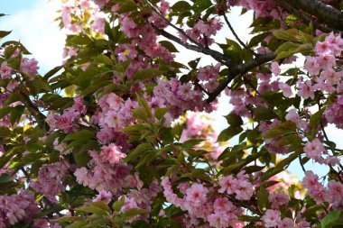 Bahçede büyüyen pembe çiçekli güzel bir ağaç.