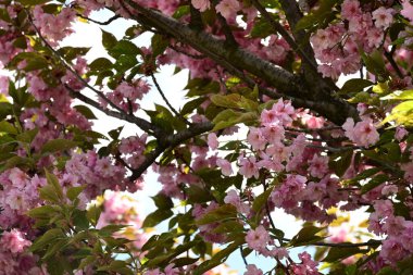 Bahçede büyüyen pembe çiçekli güzel bir ağaç.