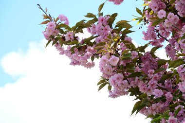 Bahçede büyüyen pembe çiçekli güzel bir ağaç.