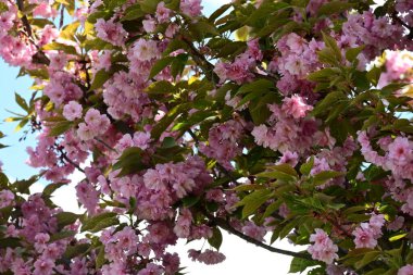 Bahçede büyüyen pembe çiçekli güzel bir ağaç.