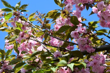 Bahçede büyüyen pembe çiçekli güzel bir ağaç.