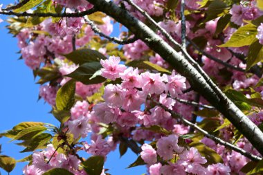 Bahçede büyüyen pembe çiçekli güzel bir ağaç.