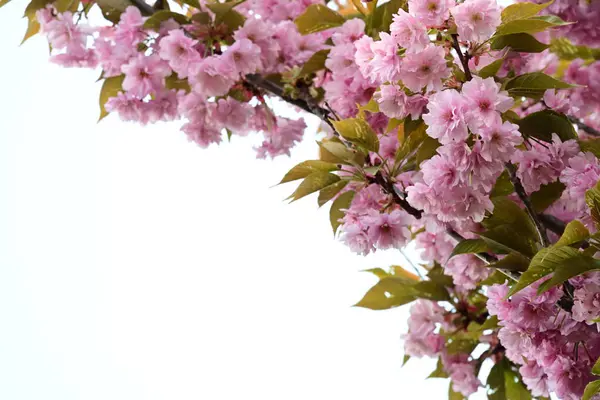 Bahçede büyüyen pembe çiçekli güzel bir ağaç.