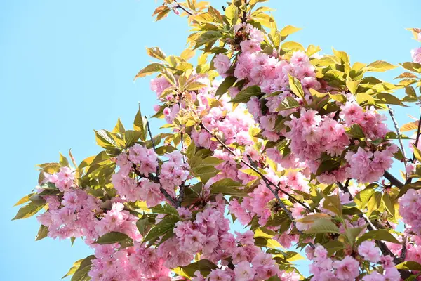 Bahçede büyüyen pembe çiçekli güzel bir ağaç.