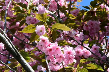Bahçede büyüyen pembe çiçekli güzel bir ağaç.