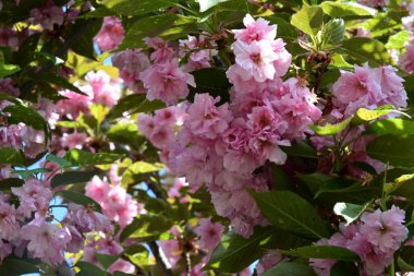 Bahçede büyüyen pembe çiçekli güzel bir ağaç.