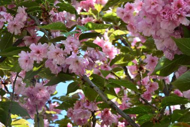 Bahçede büyüyen pembe çiçekli güzel bir ağaç.