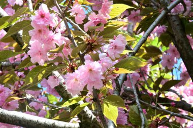 Bahçede büyüyen pembe çiçekli güzel bir ağaç.