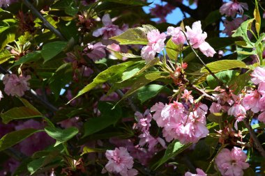 Bahçede büyüyen pembe çiçekli güzel bir ağaç.
