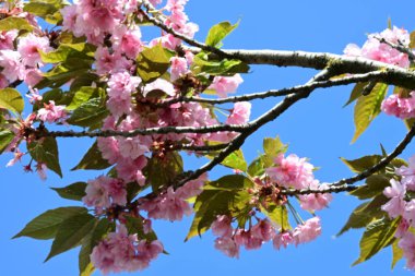 Bahçede büyüyen pembe çiçekli güzel bir ağaç.